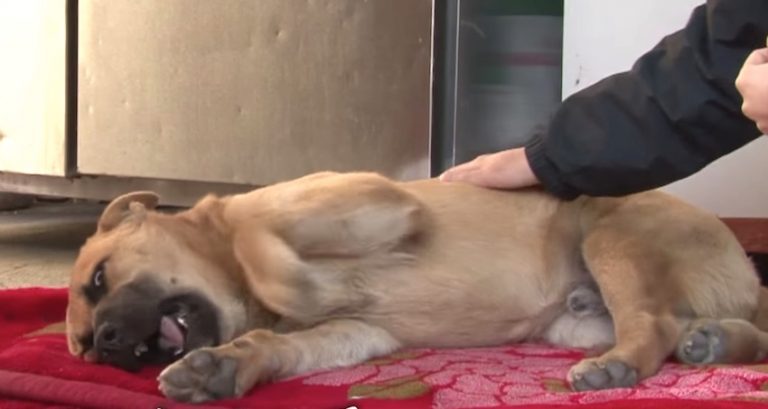 Traumatized Stray Dog Shrieks Himself To Sleep Every Night