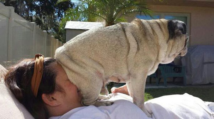 20 Dogs Who Don’t Know The Meaning Of Personal Space