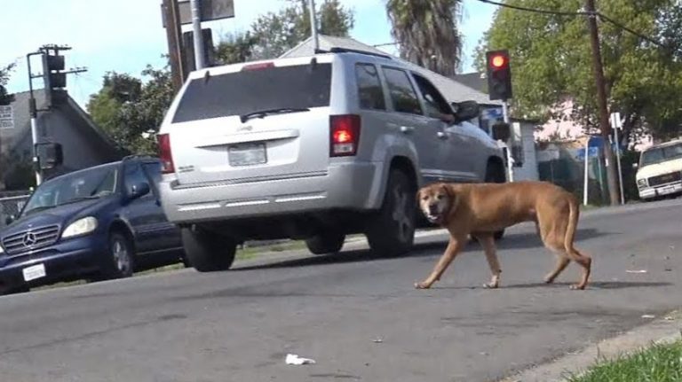 Senior Dog Dumped On The Streets By His Family Is So Grateful For A Kind Touch