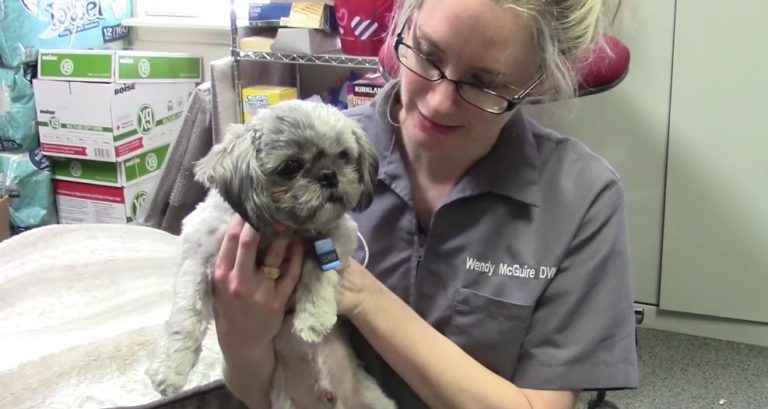 Small Dog Who Breaks Both Sides of His Jaw In Fight Gets Help He Needs