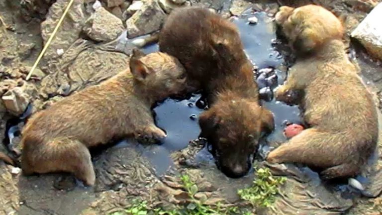 Three Puppies Trapped In Pool Of Tar And Unable To Move Rescued