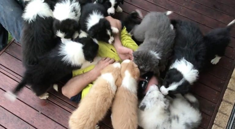 puppies smother man