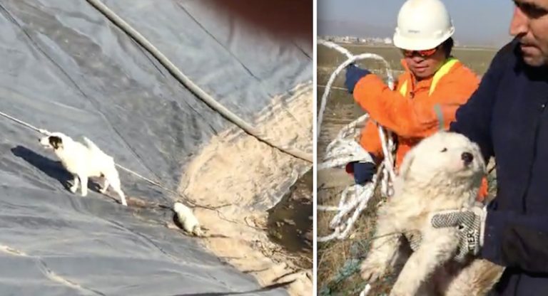 Puppy And Her Mom Trapped In Water Pit Until These Men Came Along