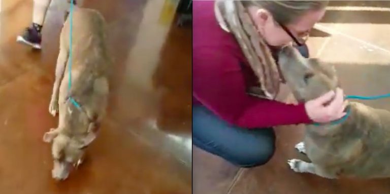 Dog Rescuer Reunites With Missing Dog After 6 Painful Years Of Hoping
