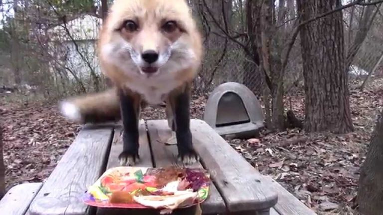 Fox Squeals In Happiness As He Devours His Thanksgiving Feast