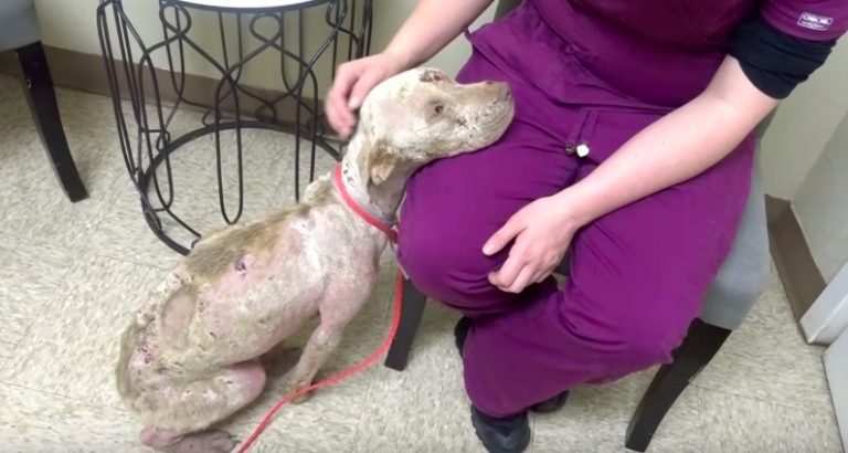 Sick Pit Bill Shakes With Fear When First At Vet, Makes Heartwarming Recovery
