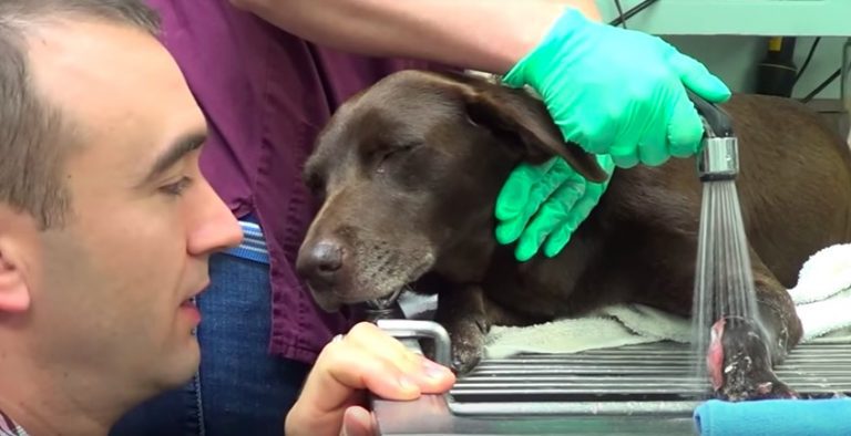 Rosie at Vet Ranch