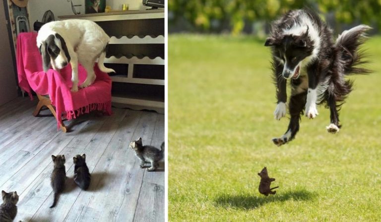 32 Tough Dogs Who Are Afraid Of The Silliest Things