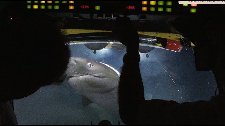shark attacks submarine