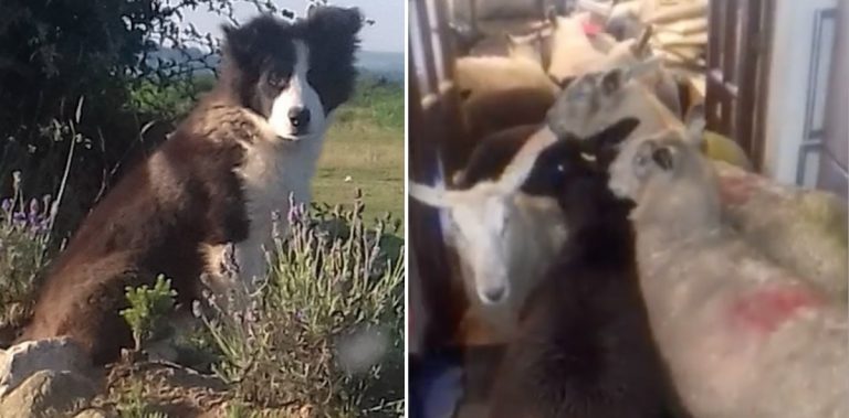 Farmer Shocked To Find Flock Of Sheep In Her Home Thanks To Overeager Sheepdog Puppy