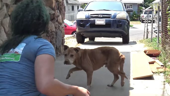 Dumped Senior Dog So Hungry He Ate Rocks To Survive