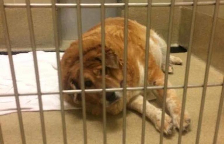 Obese Dog Named Strudel Finds Forever Home After Shedding Extra Pounds