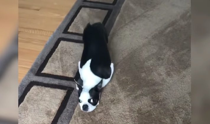 riley the boston terrier on carpet