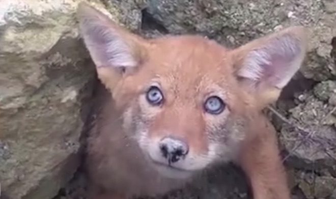 Scared Coyote Pup Trapped In Collapsed Den Freed By Construction Workers