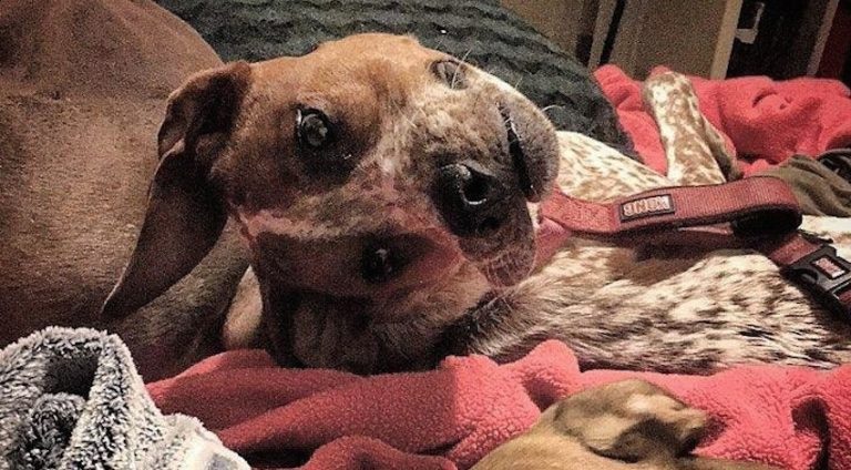 weird dog photo reddit
