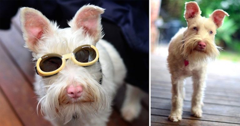 Albino Dog Abandoned As Puppy Wears Sunglasses And Avoids The Sun To Stay Healthy And Happy