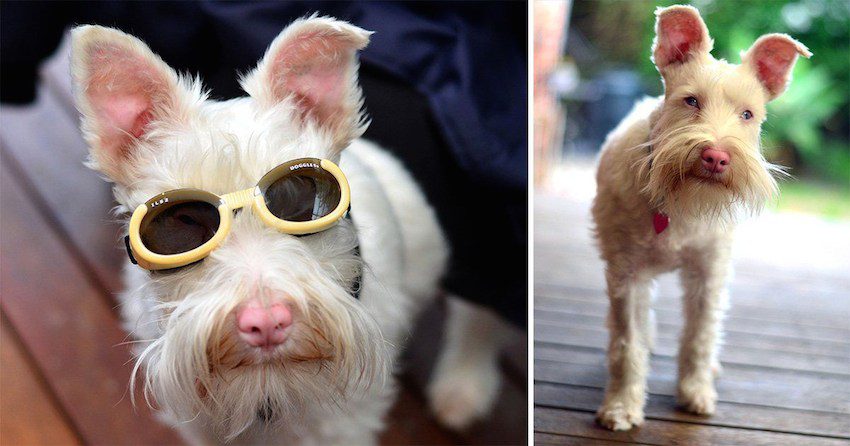 Download Albino Dog Abandoned As Puppy Wears Sunglasses And Avoids ...