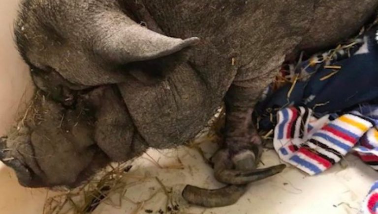 Pet Pig Locked Up In Barn For 11 Years And Left All Alone Wags Her Tail For The First Time