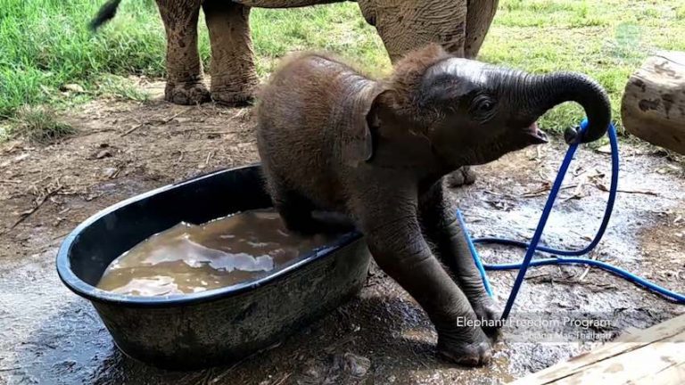Adorable Baby Elephant Chases After Caregiver Pouring Water In His Tub