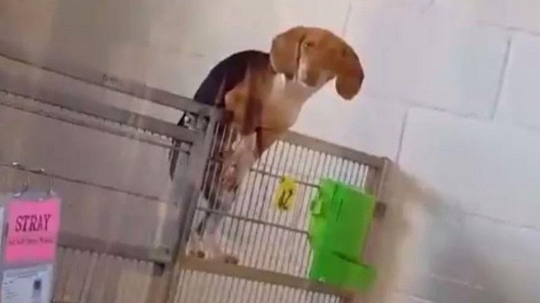 Naughty Beagle Caught On Video Trying To Break Out Of Shelter