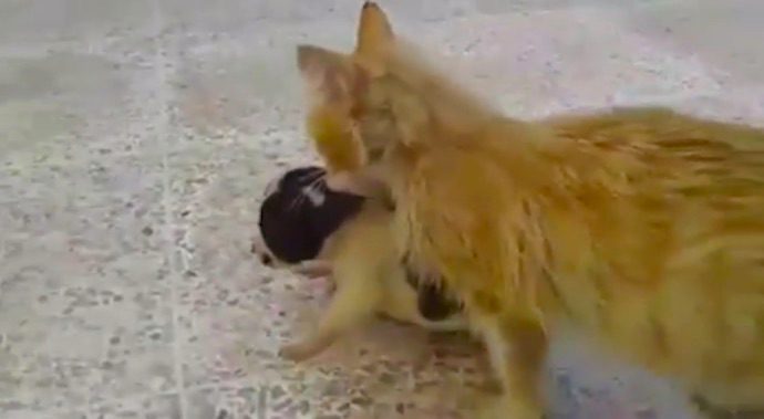 Cat In War-Torn Country Brings Orphaned Puppy To Safety