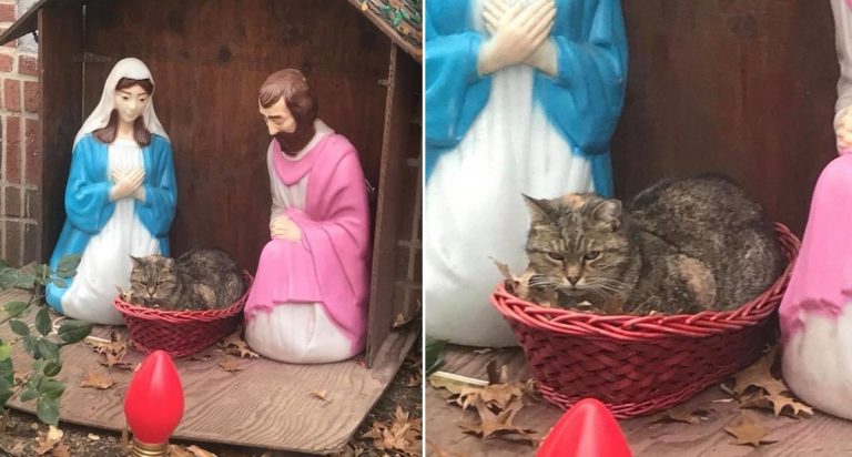 Grumpy Cat In A Manger Makes Photographer Laugh, Spreads Holiday Joy