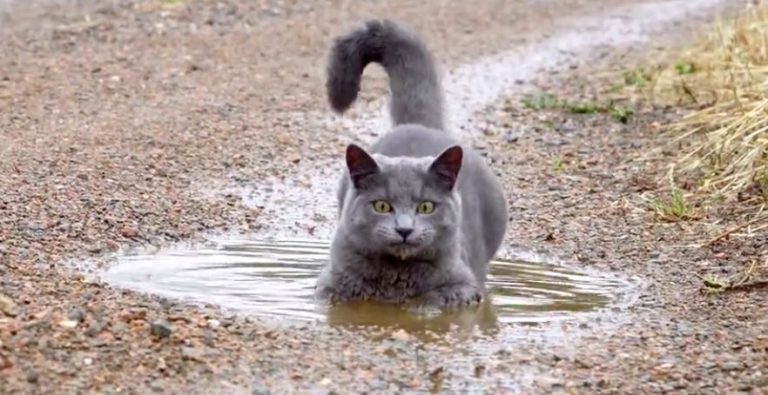 cat loves puddles