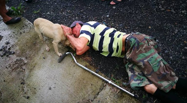 Loyal Dog Refuses To Leave Her Injured Owner’s Side