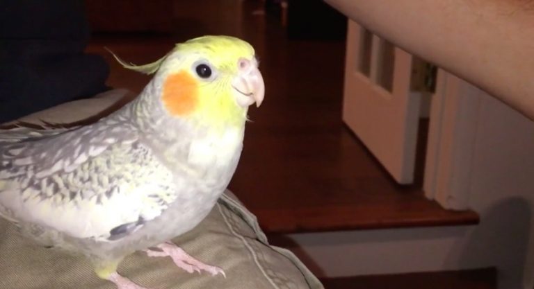 Emotional Cockatiel Sings a Familiar Song Every Time His Family Leaves