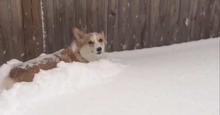Cute Corgi Plows Snow And Has The Time Of His Life