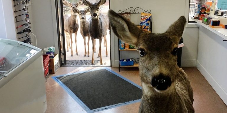 deer come in store
