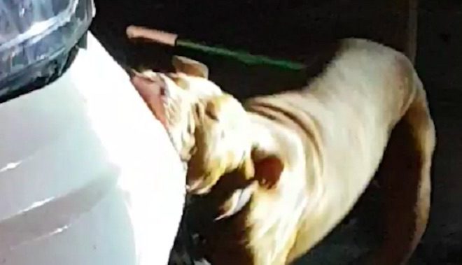 dog chews car bumper
