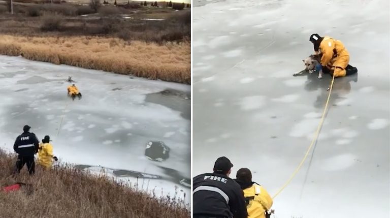 dog rescued off of ice