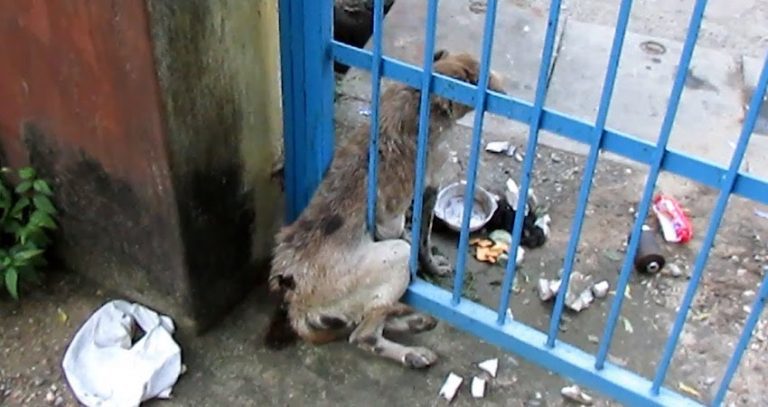 Badly Wounded Old Dog Stuck In Gate Gets Heartwarming Rescue
