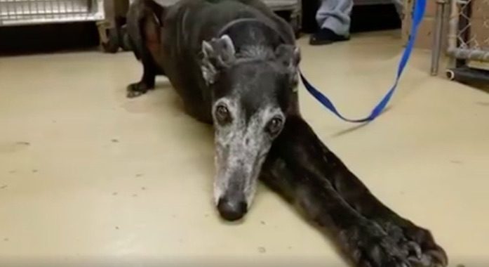 Loyal Greyhound Stayed By Her Deceased Owner’s Side For A Month Before Being Found