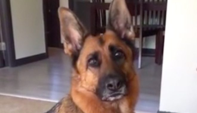 german shepherd dog bunny baby