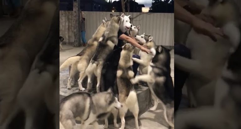 Man Greets His Huskies Wearing Husky Mask And They Adorably Flip Out