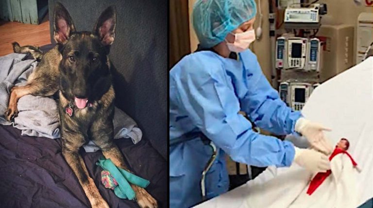 Family Dog Mauls Little Girl’s Elf On The Shelf, ER Team Comes to the Rescue