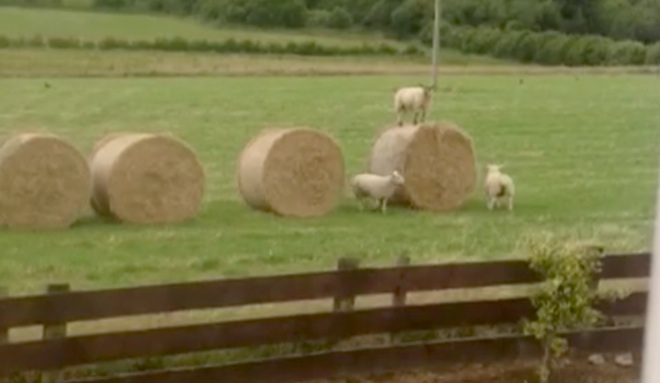 Lambs Put On An Adorable Show For Astonished Farmers