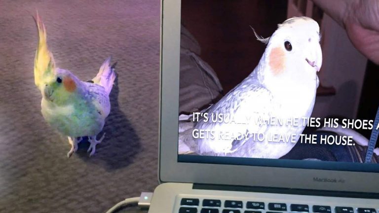 Cockatiel Who Sings Ringtone Reacts To His Own Viral Video