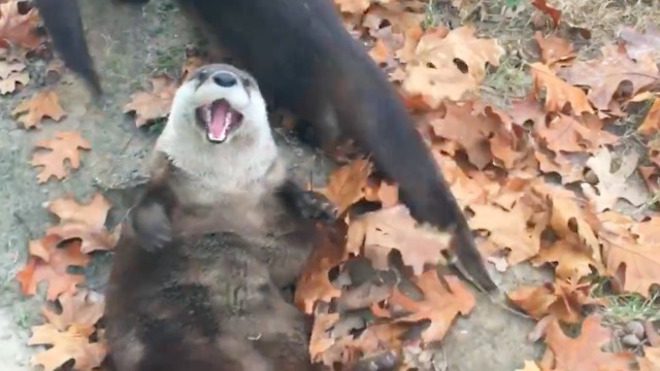 Rescued Baby Otters Play In Leaves For The First Time