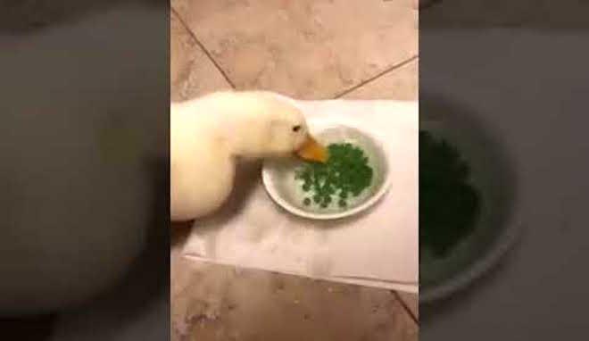 Happy Duck Gobbles His Peas Really Fast