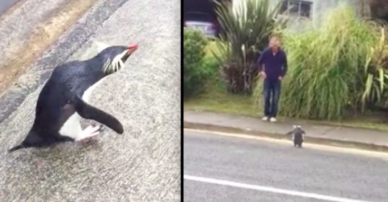 Penguin Adorably Hops Over To Say Hello To Man On Street