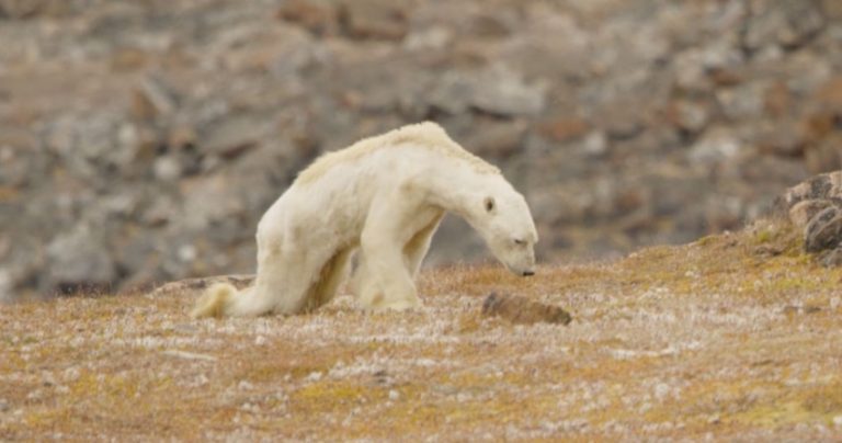 polar bear starving