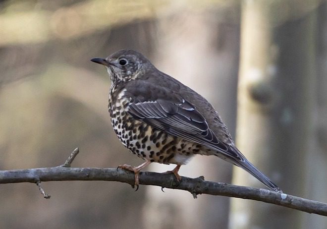 Bird Spotted In Man’s Yard Thought To Be First Ever Seen In North America