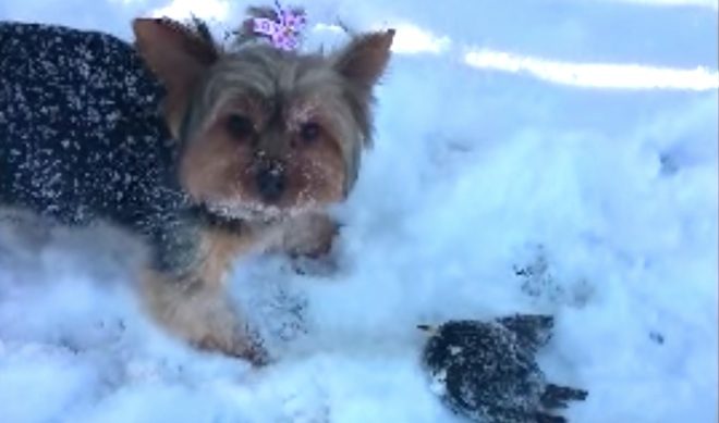 woman saves frozen bird