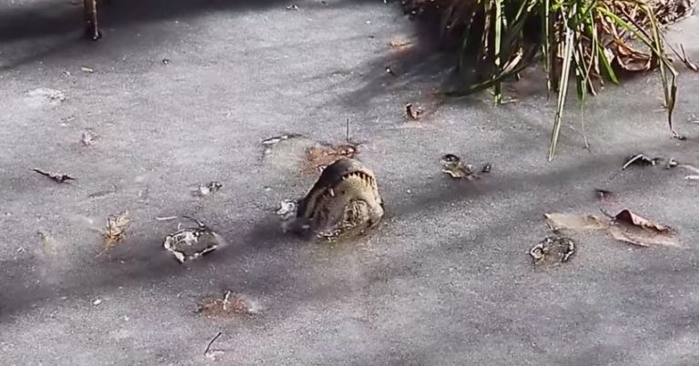 Alligators Have Fascinating Way To Survive In Freezing Weather