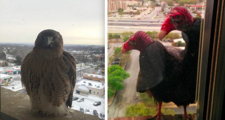 11 Bird Friends Who Regularly Visit People At Their Office Windows