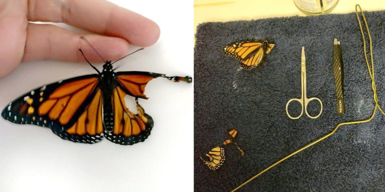Woman Mends Butterfly’s Broken Wing So He Can Fly For The First Time