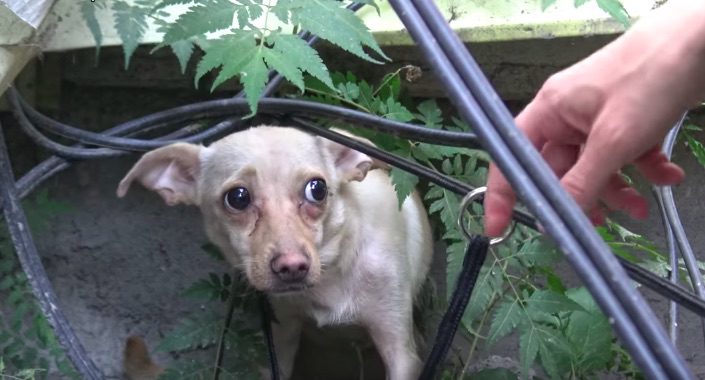 Homeless Chihuahua Was Not Ready For Human Touch